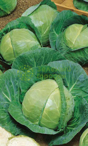 Капуста б/к Белорусская 455 (Марс) белый пакет 0,5г