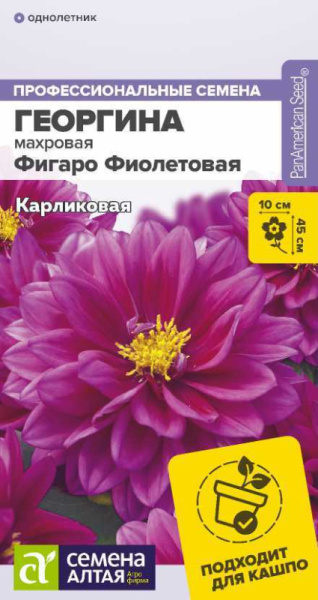 Георгина Фигаро Фиолетовая махровая SA 5шт