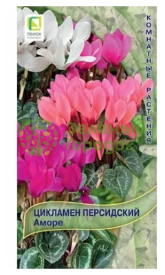 Цикламен персидский Аморе (ЦВ) 2шт Цикламен персидский Аморе (ЦВ) 2шт