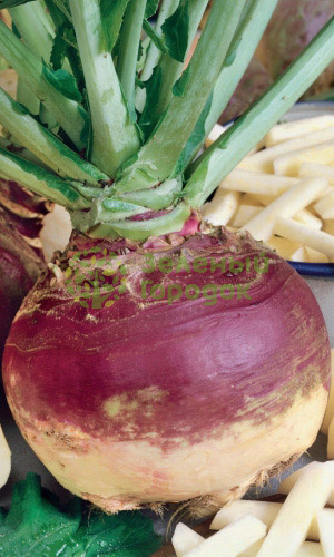 Брюква Красносельская (Марс) белый пакет 0,5г