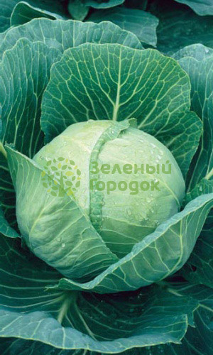 Капуста б/к Экспресс F1 (Марс) белый пакет 0,3г