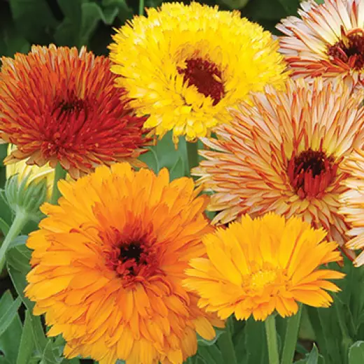 Календула Тач оф Ред смесь Германия Pro 0,5г