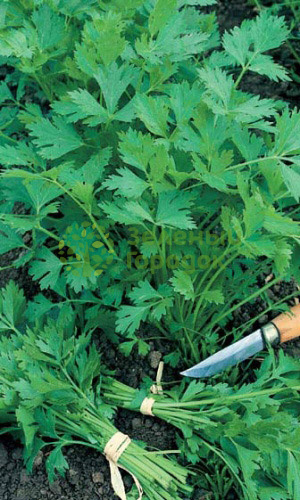 Петрушка Богатырь листовая (Марс) белый пакет 2г