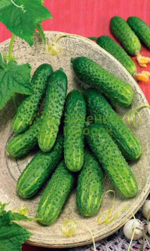 Огурец Наша Маша F1 (Марс) белый пакет 8 шт Огурец Наша Маша F1 (Марс) белый пакет 8 шт