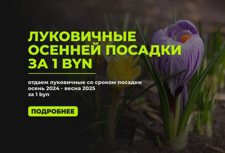 Луковичные за 1 BYN