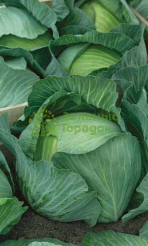 Капуста б/к Амагер 611 (Марс) белый пакет 0,5г