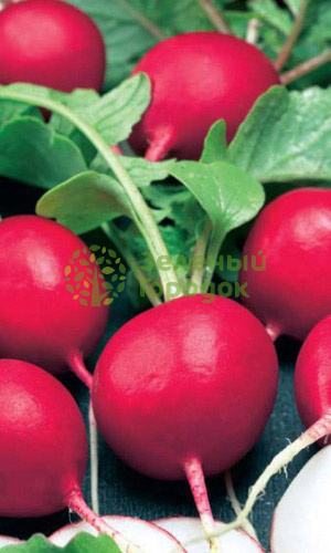 Редис Чемпион (Марс) белый пакет 2г Редис Чемпион (Марс) белый пакет 2г