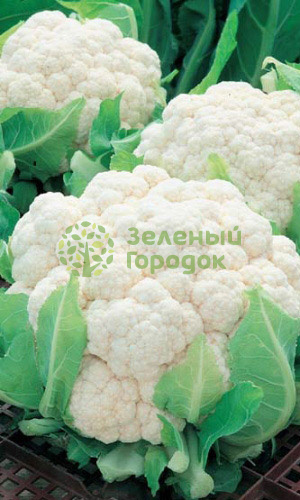 Капуста цветная Альфа (Марс) белый пакет 0,3г Капуста цветная Альфа (Марс) белый пакет 0,3г