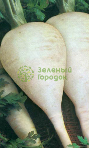 Пастернак Круглый ранний (Марс) белый пакет 0,5г