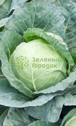 Капуста б/к Спринтер F1 (Марс) белый пакет 0,3г