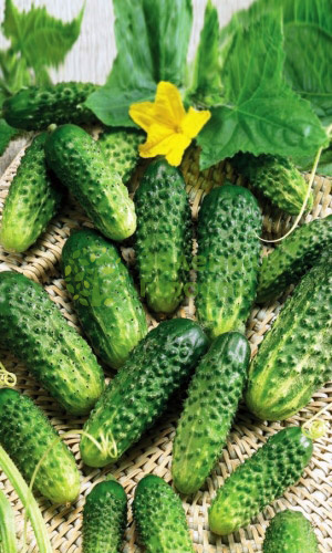Огурец Кудесник (Марс) белый пакет 0,5г Огурец Кудесник (Марс) белый пакет 0,5г