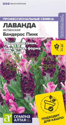 Лаванда Бандерос Пинк испанская SA 5шт