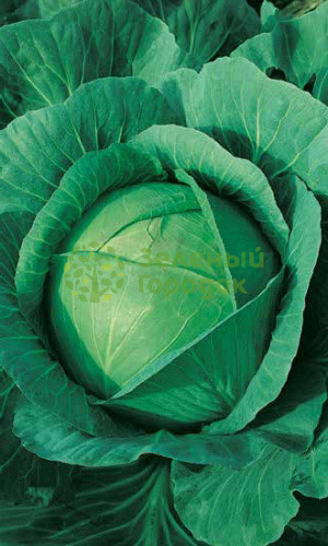 Капуста б/к Каменна голова (Марс) белый пакет 0,3г