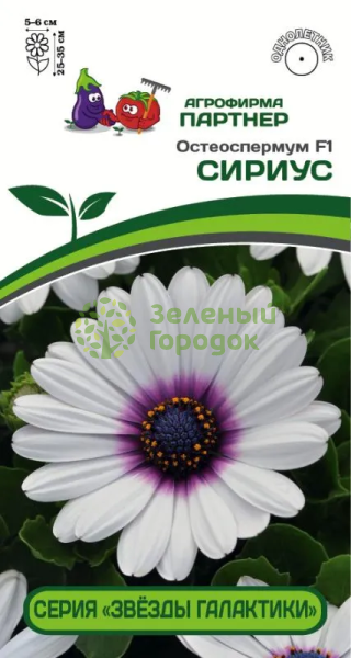 Остеоспермум эклона Звёзды галактики СИРИУС F1 3шт в амп