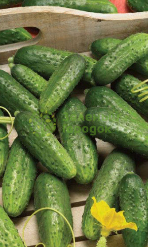 Огурец Конкурент (Марс) белый пакет 0,4г Огурец Конкурент (Марс) белый пакет 0,4г