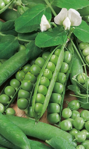 Горох Максдон (Марс) белый пакет 8г