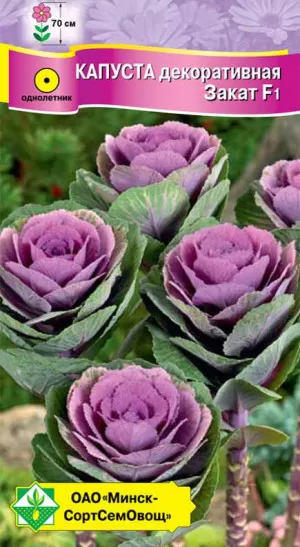 Капуста декоративная Закат F1 МССО 7шт Капуста декоративная Закат F1 МССО 7шт