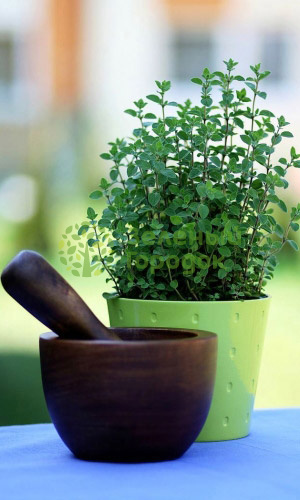 Душица (орегано) Хуторянка (Марс) белый пакет 0,15г