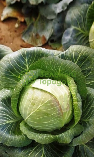 Капуста б/к Сибирячка 60 (Марс) белый пакет 0,5г