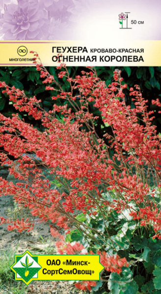 Геухера кроваво-красная Огненная королева МССО 0,03г