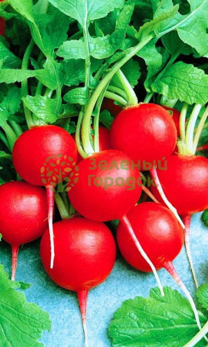 Редис Соната (Марс) белый пакет 2г Редис Соната (Марс) белый пакет 2г