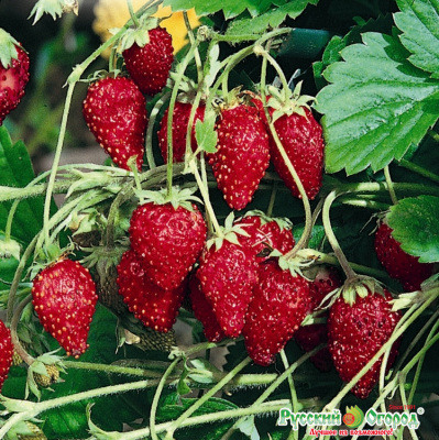 Земляника Руяна 0,03г Земляника Руяна 0,03г