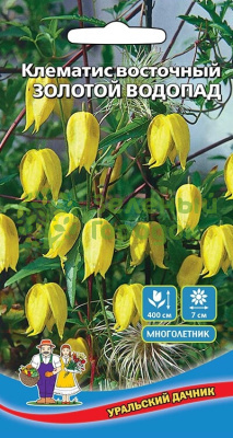 Клематис восточный Золотой Водопад УД 12шт