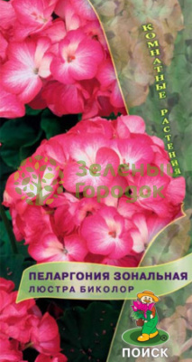 Пеларгония зональная Люстра Бикколор (ЦВ) 5шт Пеларгония зональная Люстра Бикколор (ЦВ) 5шт