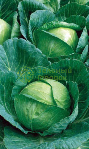 Капуста б/к Трансфер F1 (Марс) белый пакет 0,1г