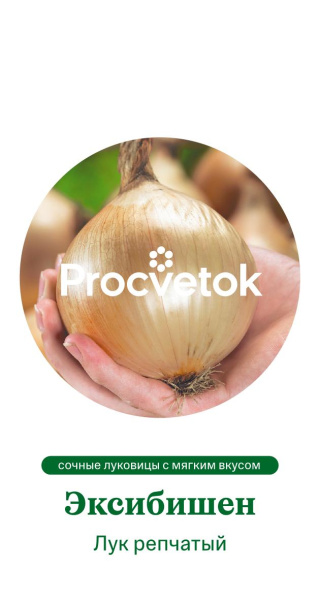 Лук репчатый Эксибишен Голландия Pro 40шт