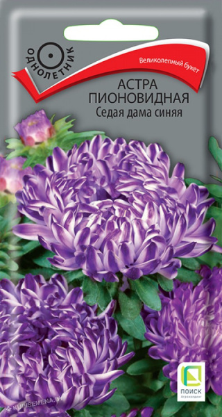 Астра пионовидная Седая дама синяя (ЦВ) 0,3г