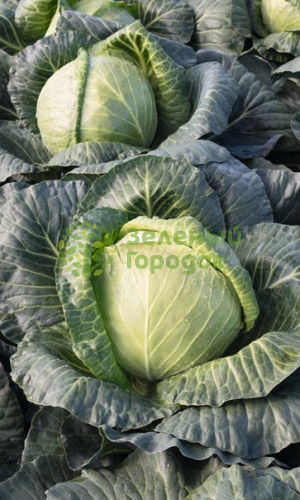 Капуста б/к Скороспелая (Марс) белый пакет 0,3г