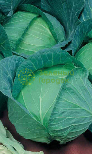 Капуста б/к Московская Поздняя 15 (Марс) белый пакет 0,5г