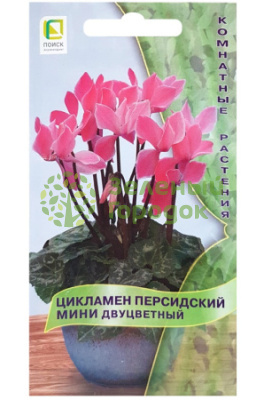 Цикламен персидский Двуцветный (ЦВ) 2шт Цикламен персидский Двуцветный (ЦВ) 2шт