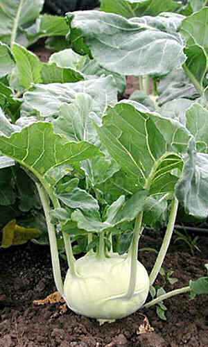 Капуста кольраби Венская Белая 1350 (Марс) белый пакет 0,3г