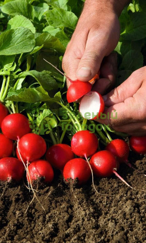 Редис Сан Саныч (Марс) белый пакет 2г Редис Сан Саныч (Марс) белый пакет 2г