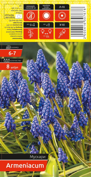 Мускари ARMENIACUM 6-7 каперс 8 шт/уп (уценка, только самовывоз)