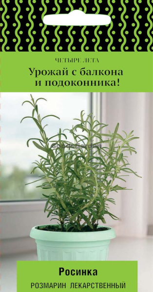 Розмарин лекарственный Росинка (Четыре лета) (ЦВ) 10шт Розмарин лекарственный Росинка (Четыре лета) (ЦВ) 10шт