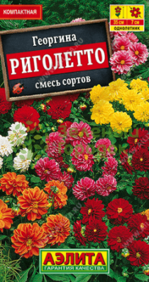 Георгина Риголетто, смесь АЭ 7шт