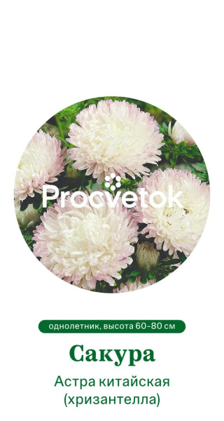 Астра китайская Хризантелла Сакура Германия Pro 5шт