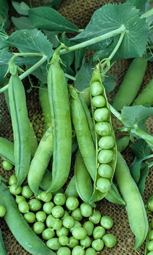 Горох Хавский жемчуг (Марс) белый пакет 8г