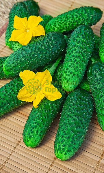 Огурец Богатая Грядка F1 (Марс) белый пакет 10шт Огурец Богатая Грядка F1 (Марс) белый пакет 10шт