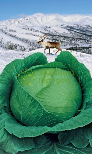 Капуста б/к Северянка F1 (Марс) белый пакет 0,3г