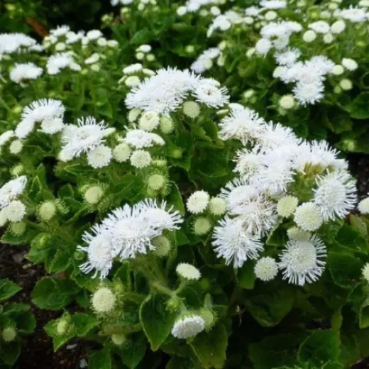 Агератум карликовый Литтл Дорит Уайт Германия Pro 0,1г