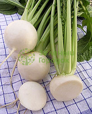 Репа Сноуболл (Снежный шар) белый пакет 1г