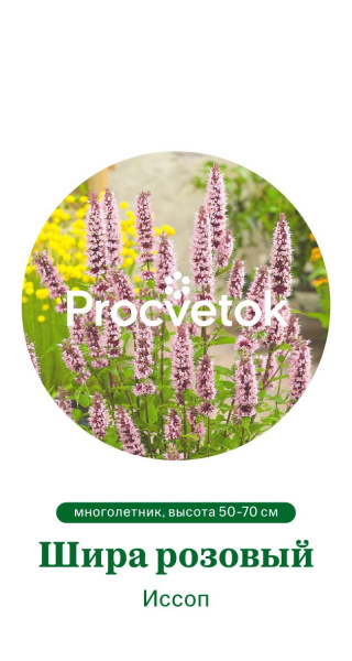 Иссоп Шира розовый Германия Pro 0,4г Иссоп Шира розовый Германия Pro 0,4г