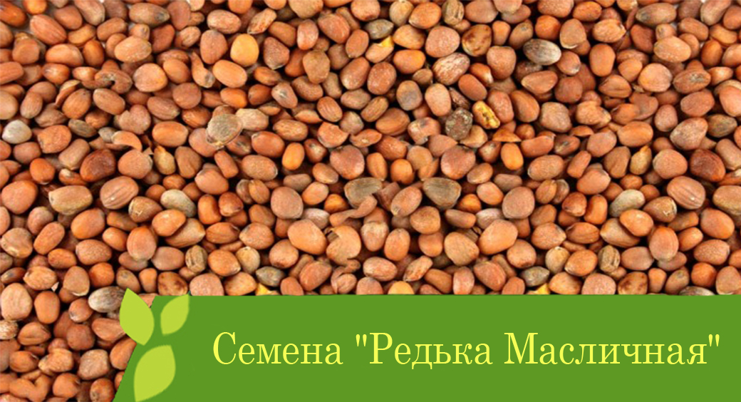 Семена "Редька Масличная".