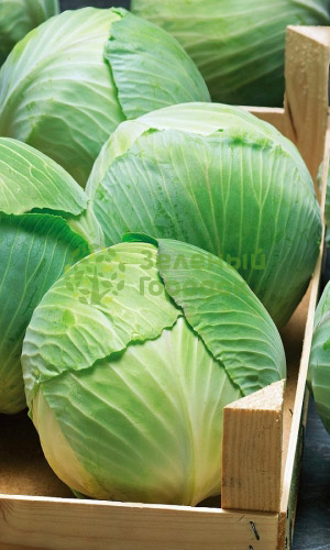 Капуста б/к Белоснежка (Марс) белый пакет 0,5г