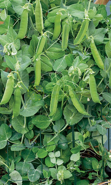 Горох овощной Дачный (Марс) белый пакет 8г