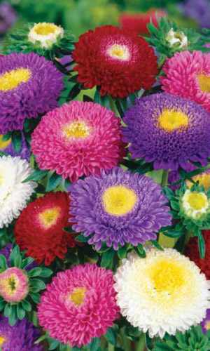 Астра помпонная Смесь окрасок УУ